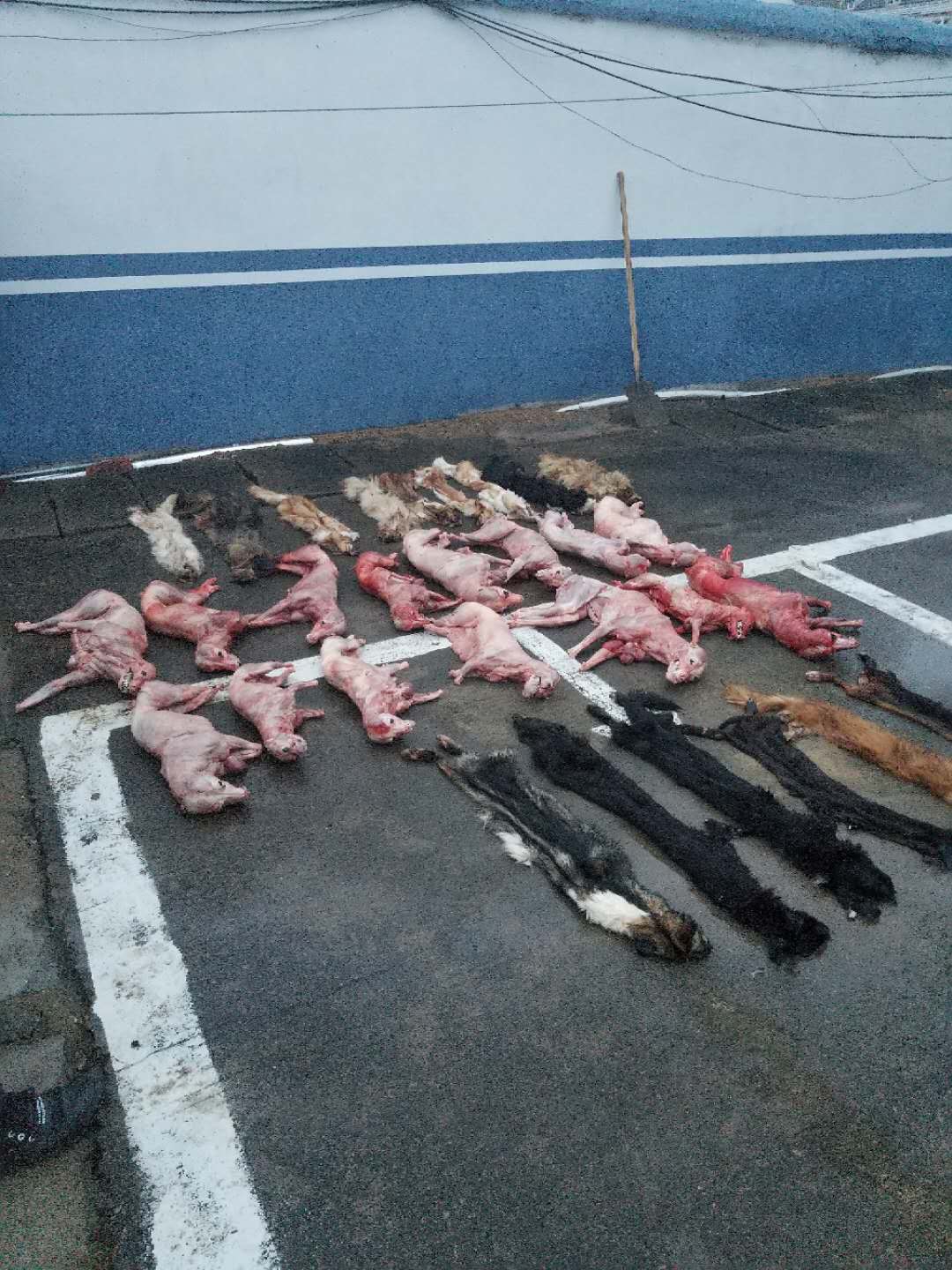 偷狗2.jpg